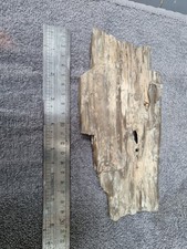 Piece of Petrified Fossil Wood