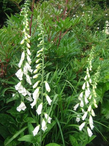 Digitalis purpurea alba - purpurea, 'alba'