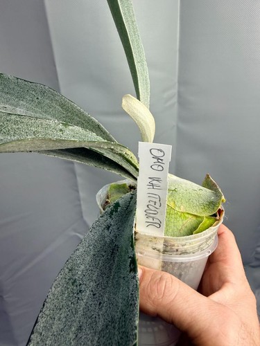 Platycerium omo white lover - platycerium,