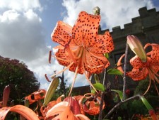 Tiger lily bulbs hardy - tiger,