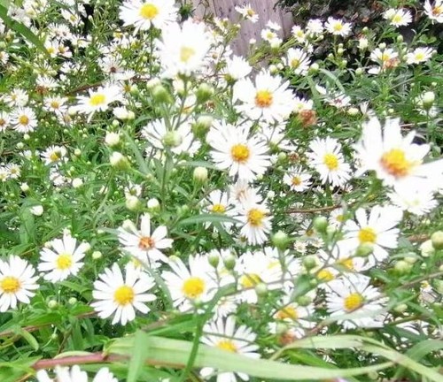 White aster symphyotrichum - white,