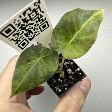 Alocasia black velvet Gold