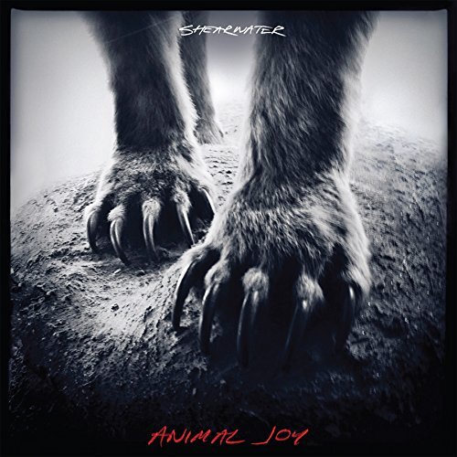 Shearwater animal joy - animal,