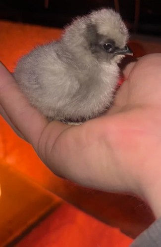 Fertile silkie hatching - 8,