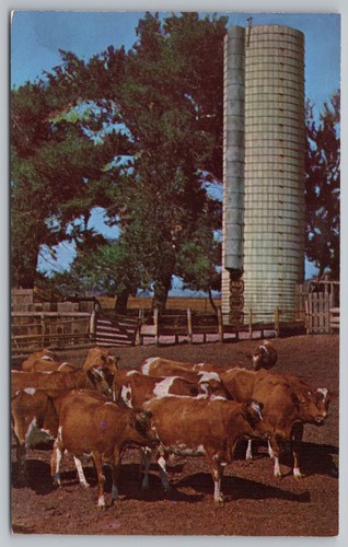 Vintage postcard guernsey - vintage,