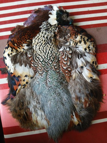 Pheasant cape with all - pheasant,