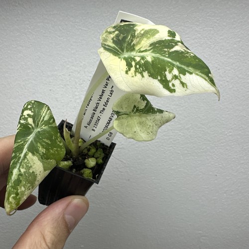 Alocasia black velvet