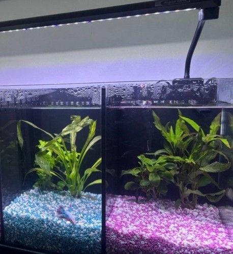 Aqua one betta duo - aqua,