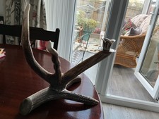 Natural Scottish stag horn