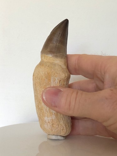 Genuine authentic prognathodon - genuine/authentic,