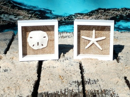 Starfish sand dollar wall - sand,