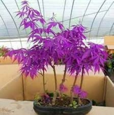 Purple Ghost Japanese Maple Bonsai Tree Seeds - Acer Palmatum - 50 Seeds