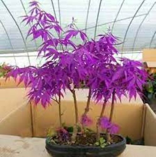 Purple ghost japanese maple - purple,