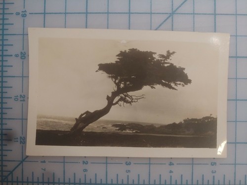 Vintage photograph monterey - vintage,