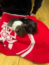 2 Guinea pigs and cage