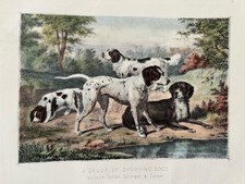Antique Print c1880s – Pointer Setter Spaniels Shooting Dogs Engraving Miles UK