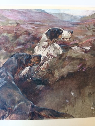 Grouse shooting over gun - , dogs