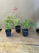 3 x Bonsai Starter Acer Palmatum Japanese Maple Seedlings