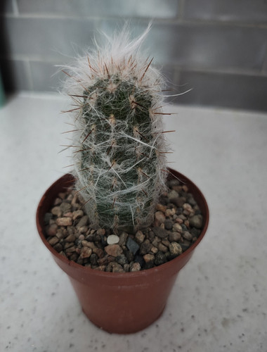 Oreocereus trollii cactus - oreocereus,