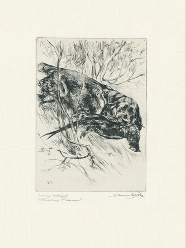 Sussex spaniel vintage 1936 - sussex,