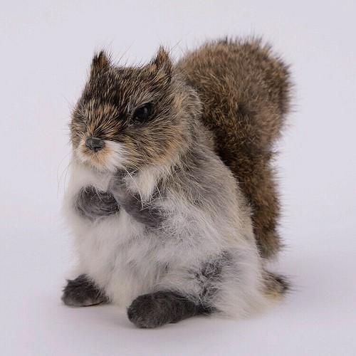 Realistic simulation squirrel - realistic,