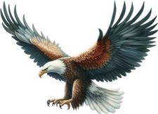 Colourful Hunting Eagle Bird