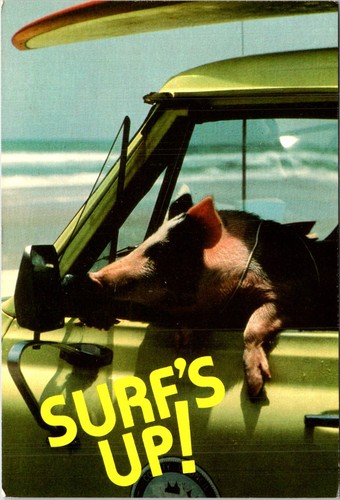 Surfs pig driving - driving, humor
