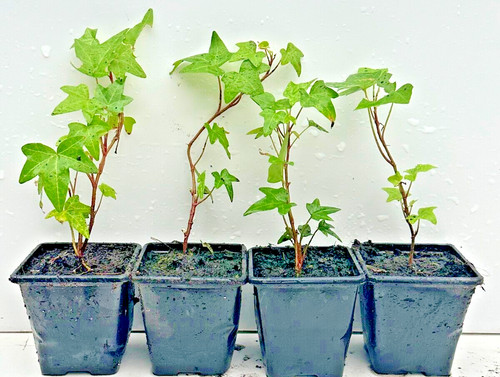Ivy hedera helix pack - hedera,