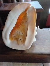 Absolutely Stunning 21 Cm Long Queen Conch,  Gorgeous Peach Colour Inside