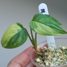 RARE Monstera Obliqua 'Muyuna'