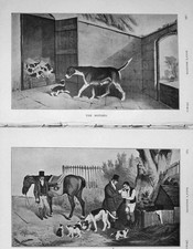 Original Old Antique Print 1906 Puppy Dogs Hunting Man Horse Baily'S 20th