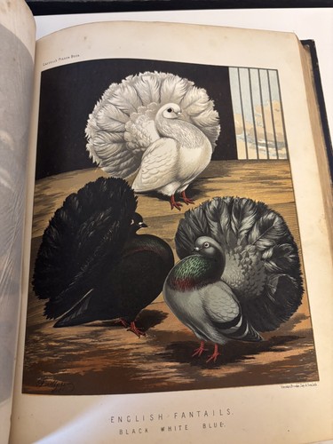 Victorian illustrated book - victorian,