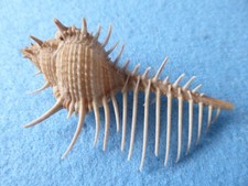 Venus comb sea shell (MUREX). Collection/bathroom/wedding/art work.