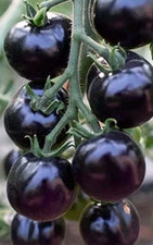 TOMATO 9 SEEDS BLACK INDIGO