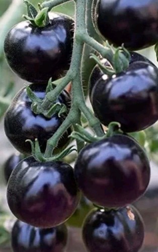 Tomato seeds black - 9,