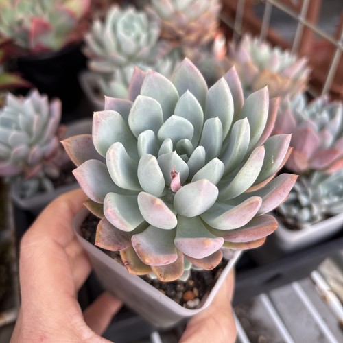 Echeveria opalina mixed hybrid - mixed,