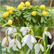 25 Winter Aconite Corms & 25