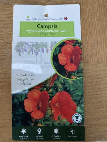 Campsis in - (trumpet, vine)