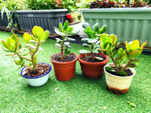 1xjade plant houseplant money - 1xjade,