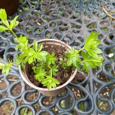 Galium odoratum - Sweet