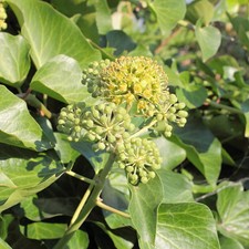 Hedera Helix Arborescens 3 & 7.5 Litre Potted Plant by T&M