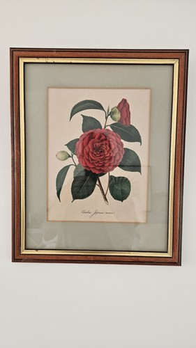 Camellia antique print framed - camellia,