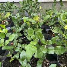 Citrus Kaffir Lime Plant 30cm (inc Pot) 12cm pot - Great for Thai Cooking