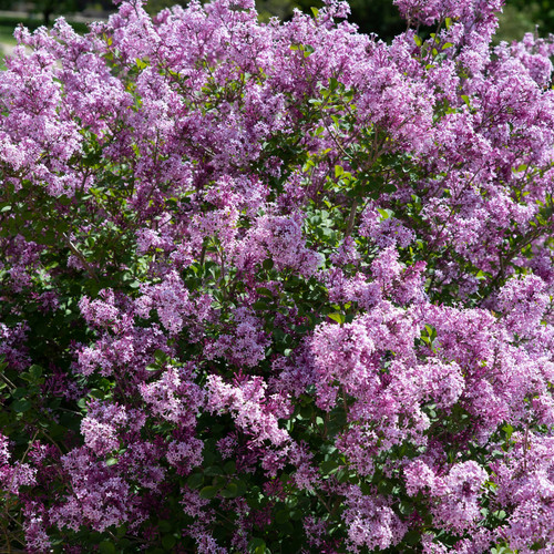 Syring palibin scented lilac - scented,