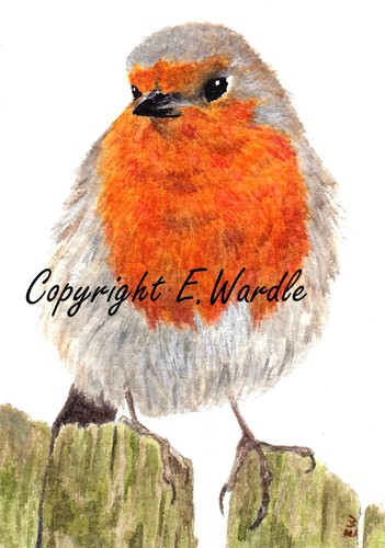 Aceo robin bird canvas - bird,