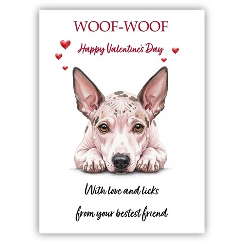 American hairless terrier dog - american,