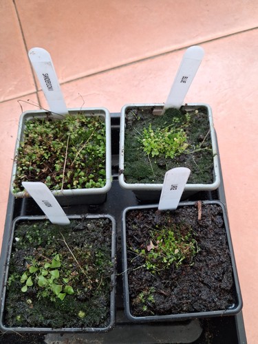 Utricularia collection - utricularia,