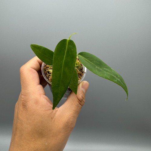Anthurium pallidiflorum narrow - pallidiflorum,