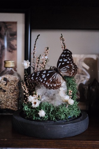 Taxidermy mounted butterfly - taxidermy,