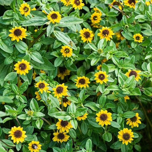 Creeping zinnia seeds - creeping, 30